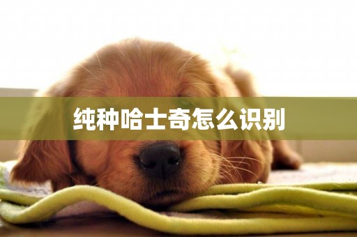 純種哈士奇怎么識別