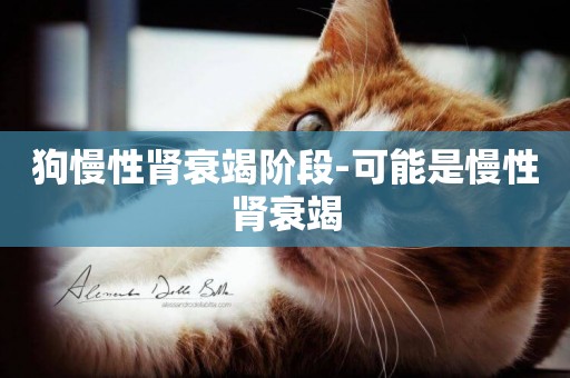 狗慢性腎衰竭階段-可能是慢性腎衰竭