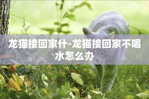 龍貓接回家什-龍貓接回家不喝水怎么辦