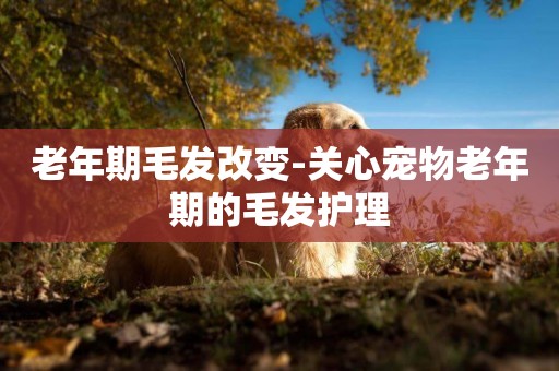 老年期毛發改變-關心寵物老年期的毛發護理