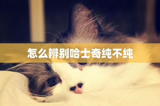 怎么辨別哈士奇純不純