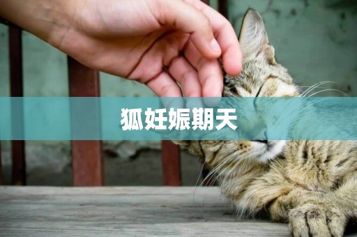 狐妊娠期天