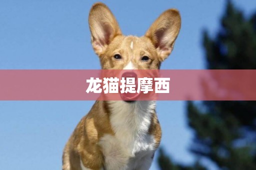 龍貓提摩西