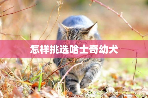 怎樣挑選哈士奇幼犬