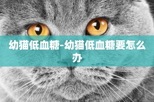 幼貓低血糖-幼貓低血糖要怎么辦