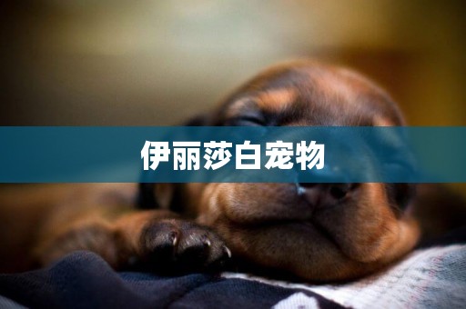 伊麗莎白寵物