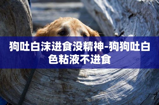 狗吐白沫進食沒精神-狗狗吐白色粘液不進食