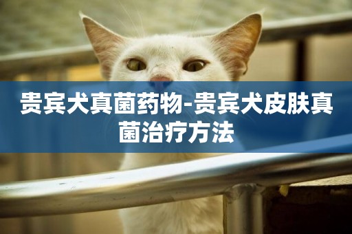 貴賓犬真菌藥物-貴賓犬皮膚真菌治療方法
