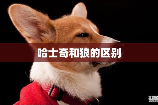 哈士奇和狼的區別