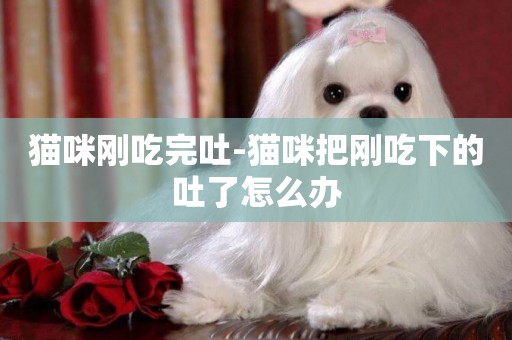 貓咪剛吃完吐-貓咪把剛吃下的吐了怎么辦
