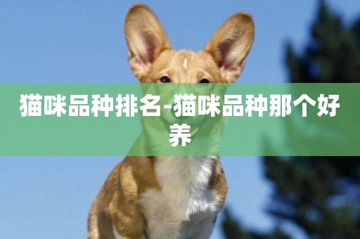 貓咪品種排名-貓咪品種那個好養