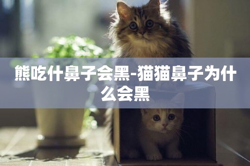 熊吃什鼻子會黑-貓貓鼻子為什么會黑