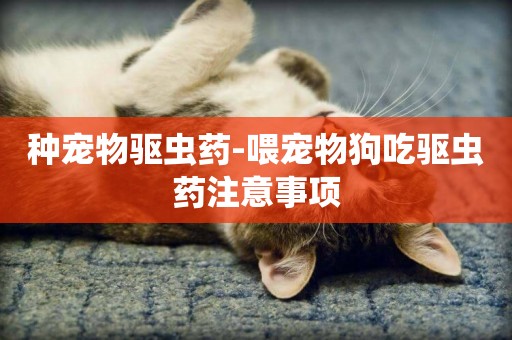種寵物驅蟲藥-喂寵物狗吃驅蟲藥注意事項