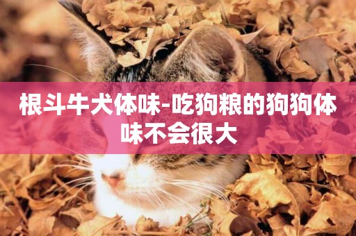 根斗牛犬體味-吃狗糧的狗狗體味不會很大
