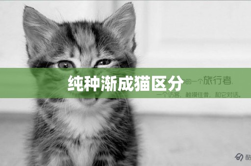 純種漸成貓區分