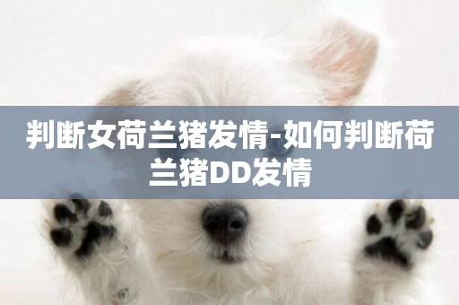 判斷女荷蘭豬發情-如何判斷荷蘭豬DD發情