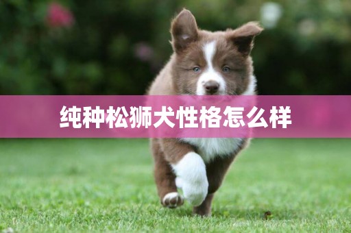 純種松獅犬性格怎么樣