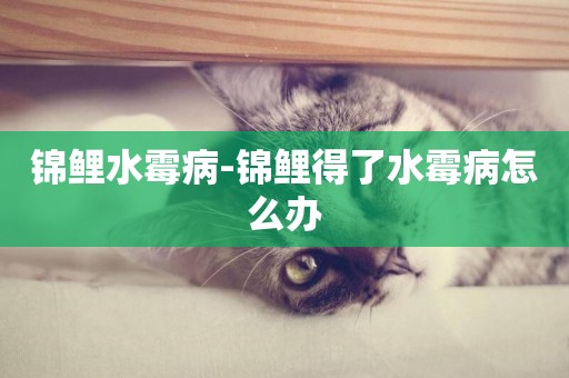 錦鯉水霉病-錦鯉得了水霉病怎么辦