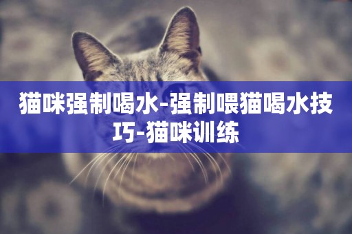 貓咪強制喝水-強制喂貓喝水技巧-貓咪訓練