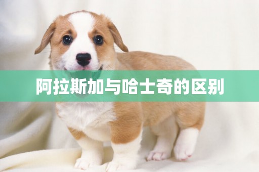 阿拉斯加與哈士奇的區別