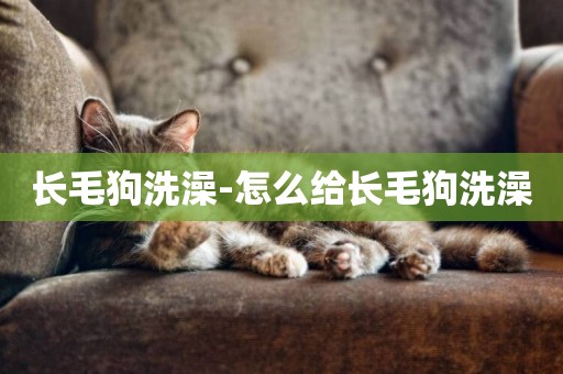 長毛狗洗澡-怎么給長毛狗洗澡