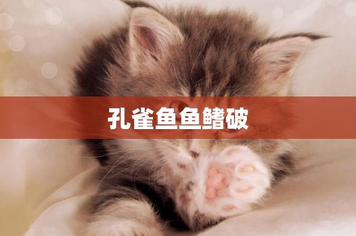 孔雀魚魚鰭破
