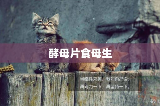 酵母片食母生