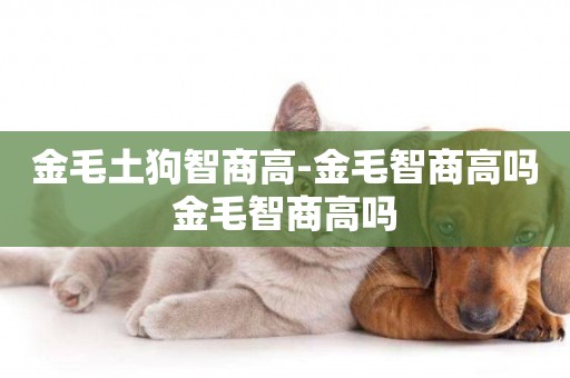 金毛土狗智商高-金毛智商高嗎金毛智商高嗎