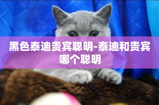 黑色泰迪貴賓聰明-泰迪和貴賓哪個聰明