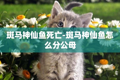 斑馬神仙魚死亡-斑馬神仙魚怎么分公母