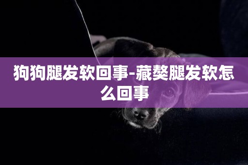 狗狗腿發軟回事-藏獒腿發軟怎么回事