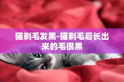 貓剃毛發黑-貓剃毛后長出來的毛很黑
