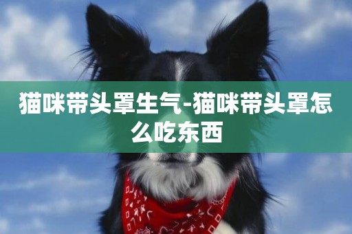 貓咪帶頭罩生氣-貓咪帶頭罩怎么吃東西