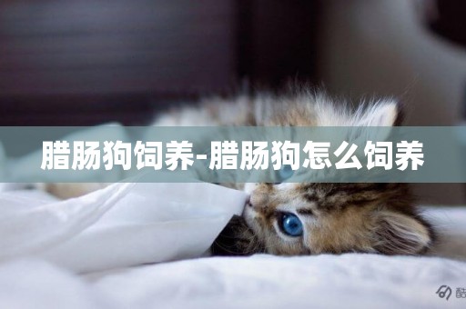 臘腸狗飼養-臘腸狗怎么飼養