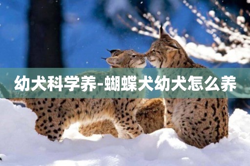 幼犬科學養-蝴蝶犬幼犬怎么養