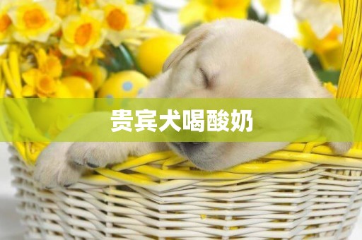 貴賓犬喝酸奶