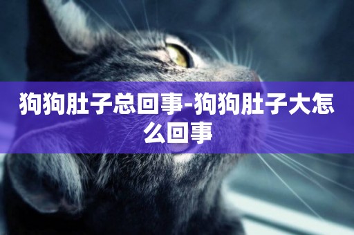 狗狗肚子總回事-狗狗肚子大怎么回事