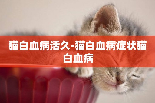 貓白血病活久-貓白血病癥狀貓白血病