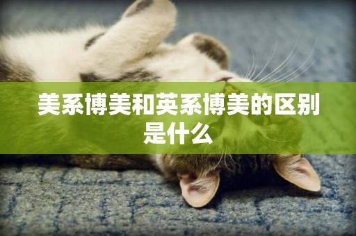 美系博美和英系博美的區別是什么