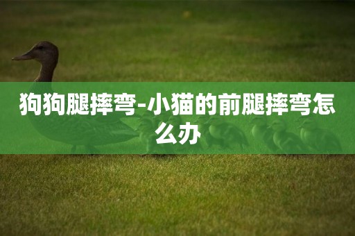 狗狗腿摔彎-小貓的前腿摔彎怎么辦