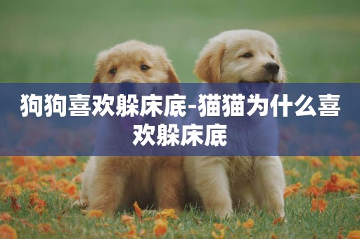 狗狗喜歡躲床底-貓貓為什么喜歡躲床底