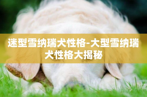 迷型雪納瑞犬性格-大型雪納瑞犬性格大揭秘