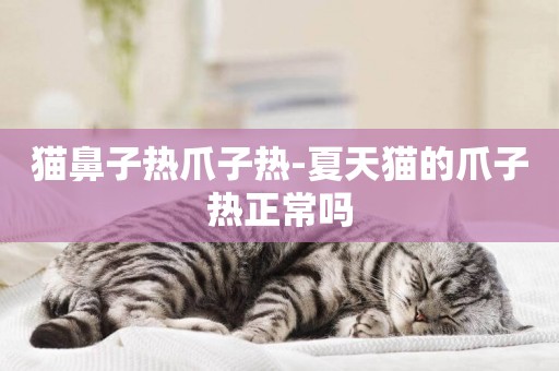 貓鼻子熱爪子熱-夏天貓的爪子熱正常嗎