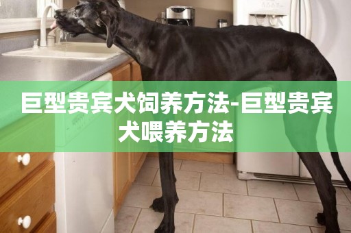 巨型貴賓犬飼養方法-巨型貴賓犬喂養方法