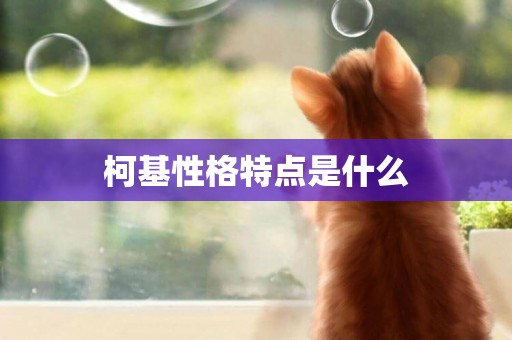 柯基性格特點是什么