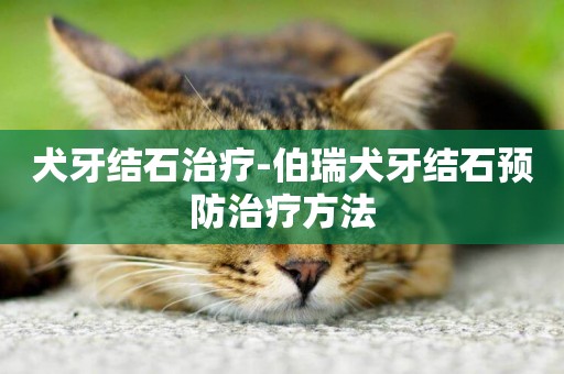 犬牙結石治療-伯瑞犬牙結石預防治療方法