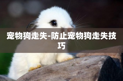 寵物狗走失-防止寵物狗走失技巧