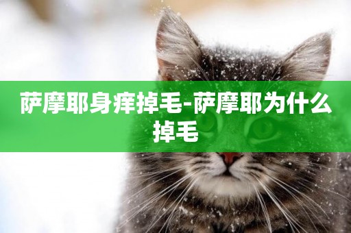 薩摩耶身癢掉毛-薩摩耶為什么掉毛
