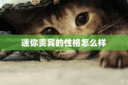迷你貴賓的性格怎么樣