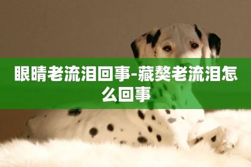 眼晴老流淚回事-藏獒老流淚怎么回事